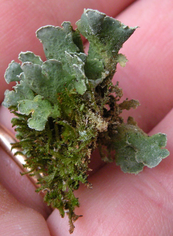 Lobaria virens?